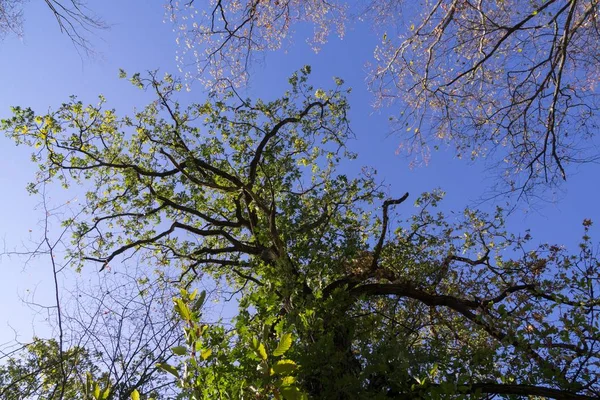 Деревья Тропы Лесу Словакия — стоковое фото