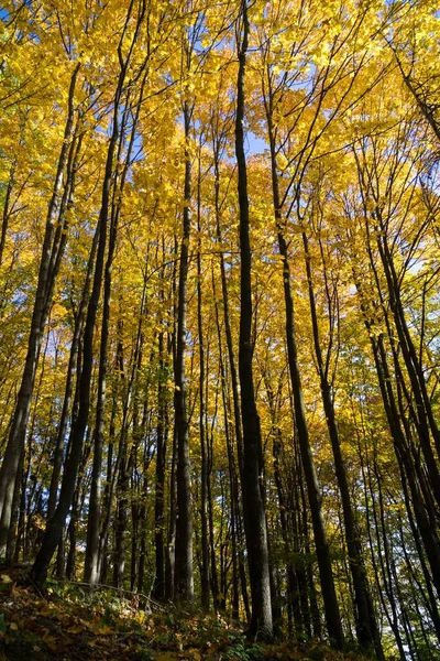 Folhas Outono Coloridas Nas Árvores Natureza Eslováquia — Fotografia de Stock