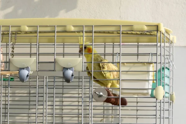 Cockatiel Dans Cage Slovaquie — Photo