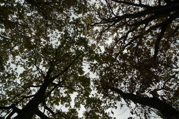 Őszi Levelek Erdőben Háttérben — Stock Fotó
