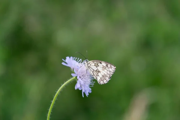 Papillon Sur Fleur Gros Plan — Photo