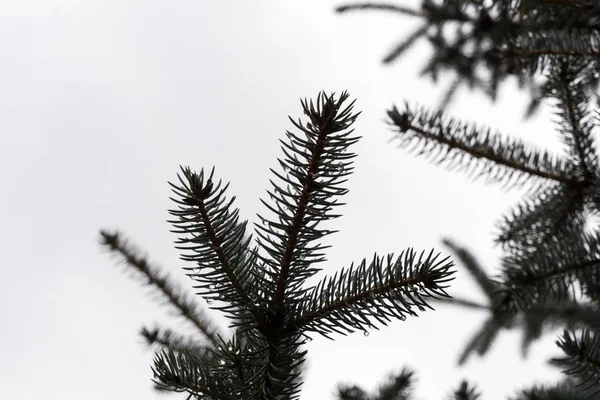 曇り空に水滴のあるモミの木の枝 — ストック写真