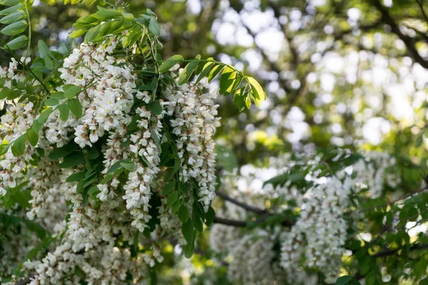 Arbre Fleurs Fleurs Printemps Gros Plan — Photo