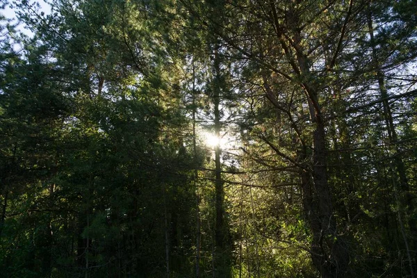 Árboles Otoño Bosque Eslovaquia — Foto de Stock
