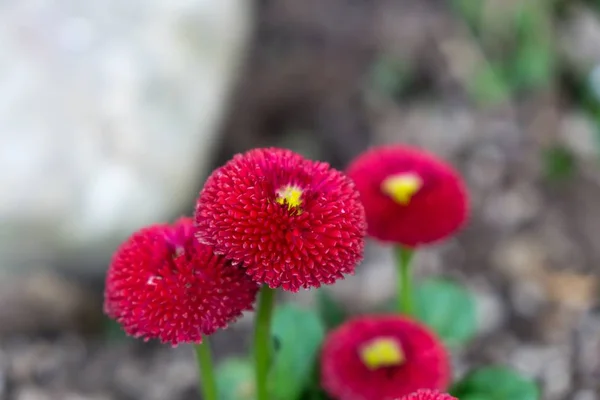 小さな赤い花のマクロショット — ストック写真
