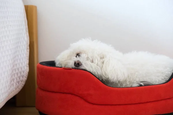 Retrato Pequeno Cão Branco Dormindo Covil — Fotografia de Stock