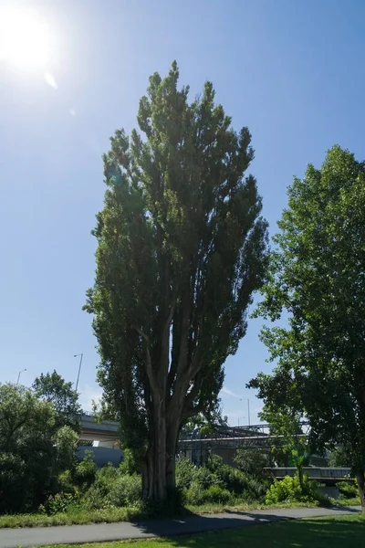 Дерева Стежки Лісі Словаччина — стокове фото