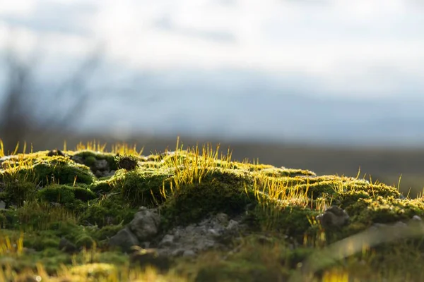 Prachtig Gras Weide Slowakije — Stockfoto