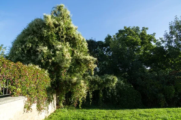 Höstträd Parken Slovakien — Stockfoto