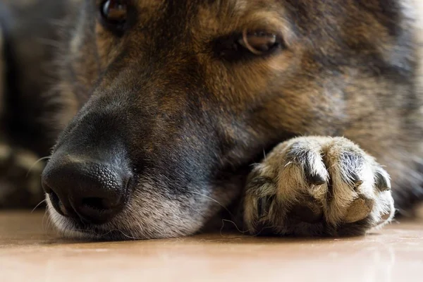 Cão Pastor Alemão Fechar Tiro — Fotografia de Stock