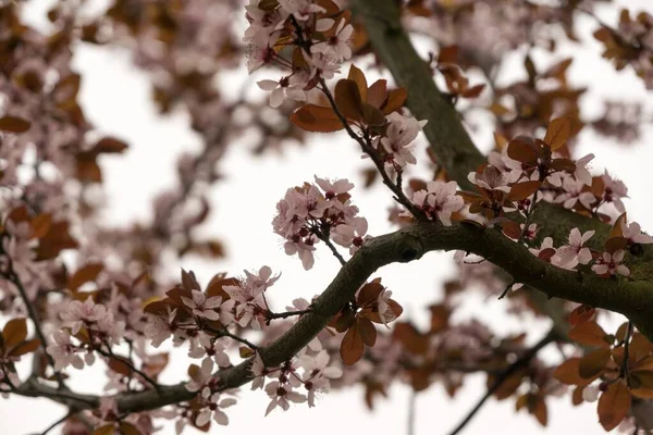 Árvore Primavera Com Flores Florescentes — Fotografia de Stock