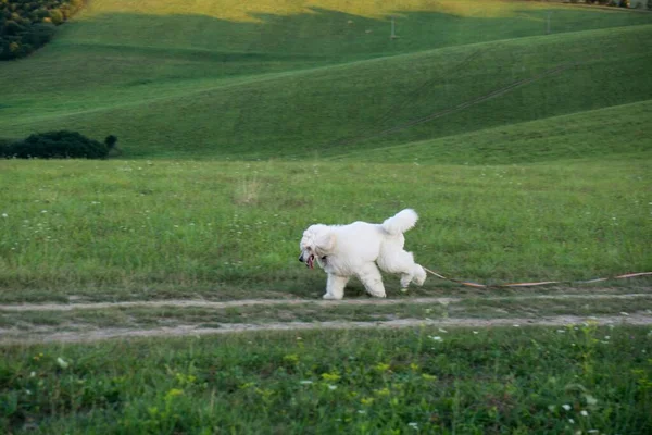 Poodle dog on the meadow. Slovakia