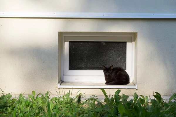 花园里的猫科动物 斯洛伐克 — 图库照片