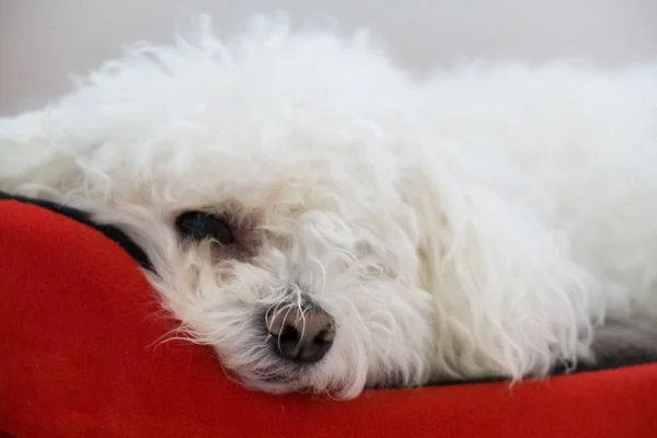 Retrato Pequeno Cão Branco Dormindo Covil — Fotografia de Stock