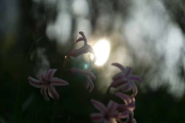 Hermosas Flores Cerca Disparo — Foto de Stock