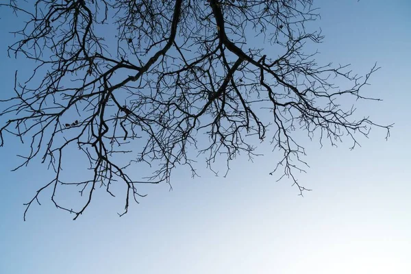 Bäume Und Wege Wald Slowakei — Stockfoto