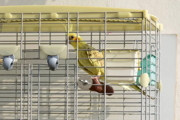 Cockatiel bird in the cage. Slovakia