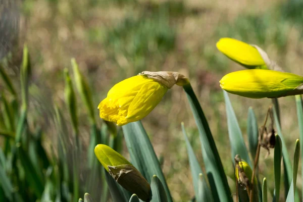 Close Girato Bellissimi Fiori — Foto Stock