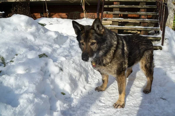 Winterlandschap Met Hond Sneeuw — Stockfoto