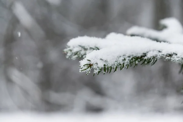 Natureza Coberta Neve Durante Inverno — Fotografia de Stock