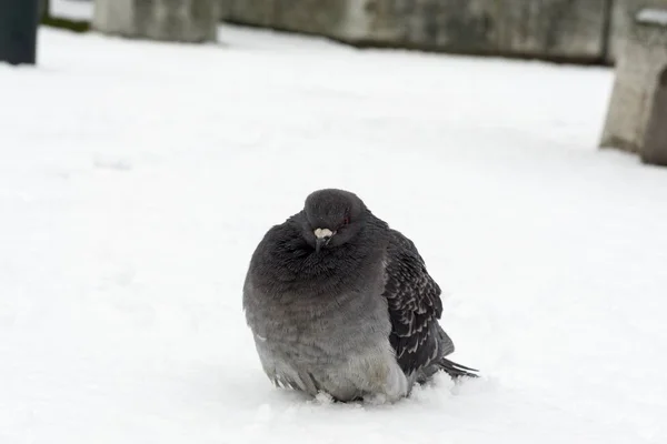 Pigeon Oiseau Sur Neige Slovaquie — Photo