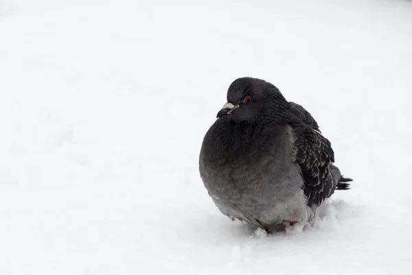 Pigeon Bird Snow Slovakia — Stock Photo, Image