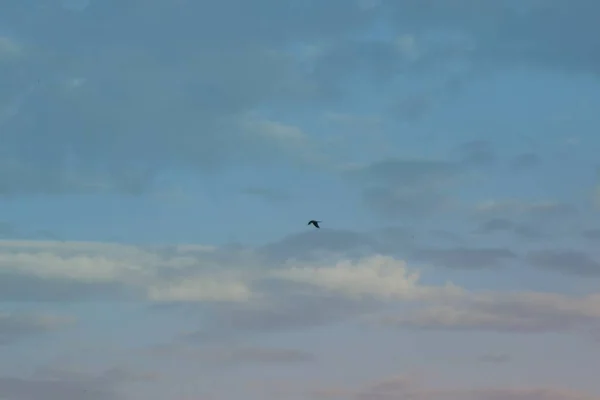 Pássaro Voando Céu Nublado Por Sol — Fotografia de Stock