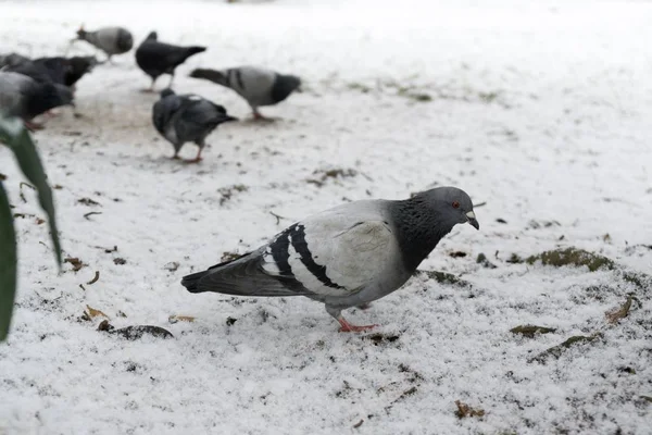 Aves Fundo Neve Close Eslováquia — Fotografia de Stock