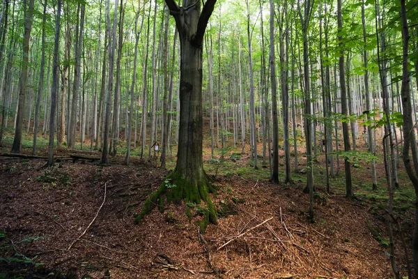 Höst Träd Skog Slovakien — Stockfoto