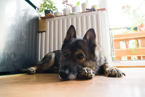 ドイツの羊飼い犬 撃たれた — ストック写真