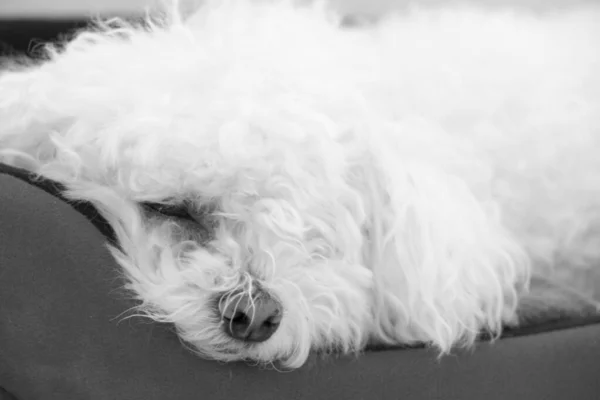 Ritratto Piccolo Cane Bianco Che Dorme Sul Covo — Foto Stock
