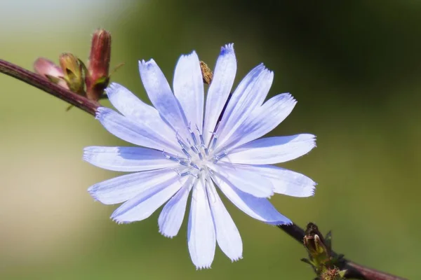 Flor Violeta Campo Verde — Foto de Stock