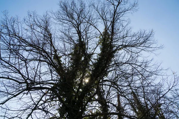 Árboles Caminos Bosque Países Bajos —  Fotos de Stock