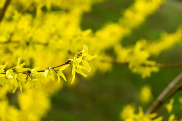 Våren Träd Med Blommande Blommor — Stockfoto