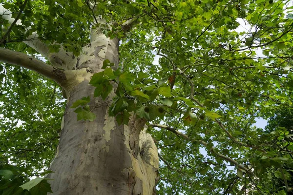 Feuilles Vertes Sur Arbre Dans Nature Slovaquie — Photo