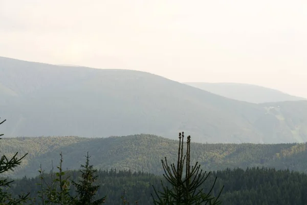 Herfstbomen Bos Slowakije — Stockfoto