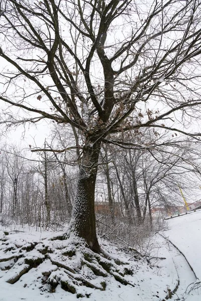 Naturaleza Cubierta Nieve Durante Invierno —  Fotos de Stock