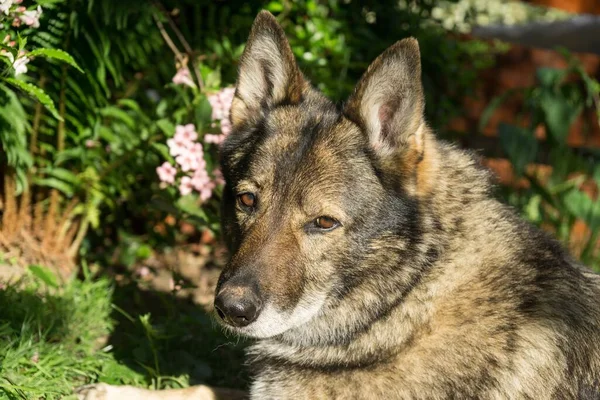 Duitse Herdershond Bewaakt Het Vliegveld Het Aeromuseum Slowakije — Stockfoto