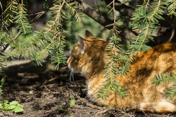 Schattig Kat Buiten Park — Stockfoto