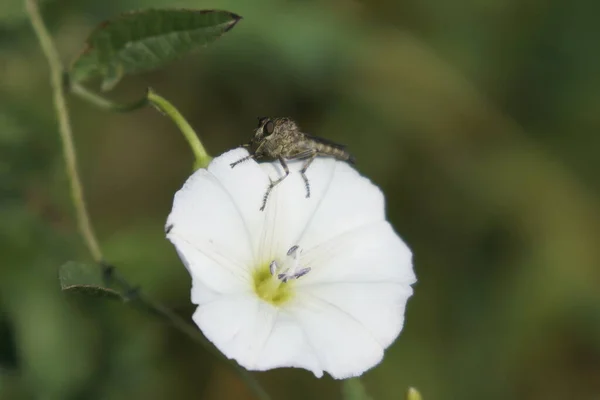 Insetto Fiore Bianco Slovacchia — Foto Stock