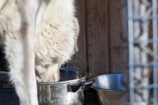 若い白い犬がボウルに餌をやり — ストック写真