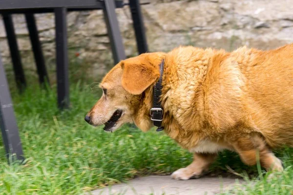 Carino Cane Rosso Nel Parco — Foto Stock