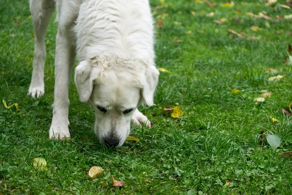 Aranyos Labrador Szabadban Parkban — Stock Fotó