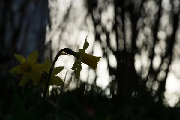 Arka Planda Çiçek Açan Nergisler Yakın Çekim — Stok fotoğraf