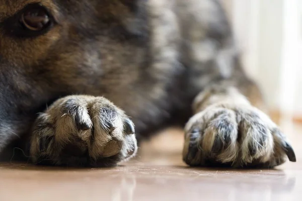 Alman Çoban Köpeğinin Pençeleri Yakın Çekim — Stok fotoğraf