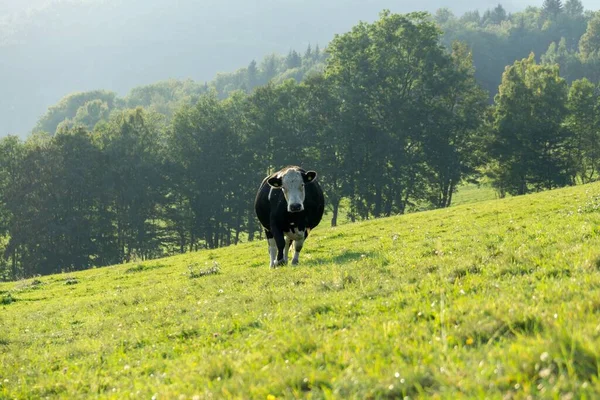 Çiftlikteki Inek Çek Repibliç — Stok fotoğraf