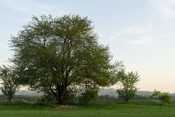 Árvores Caminhos Floresta Eslováquia — Fotografia de Stock