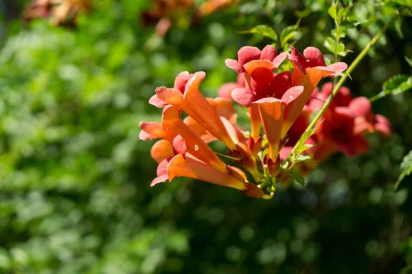 Belles Fleurs Dans Jardin Plan Rapproché — Photo