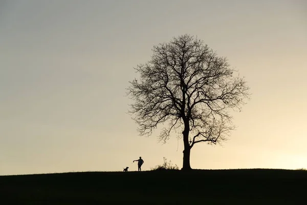 Abandoned tree on meadow during sunset with person and dog in Slovakia