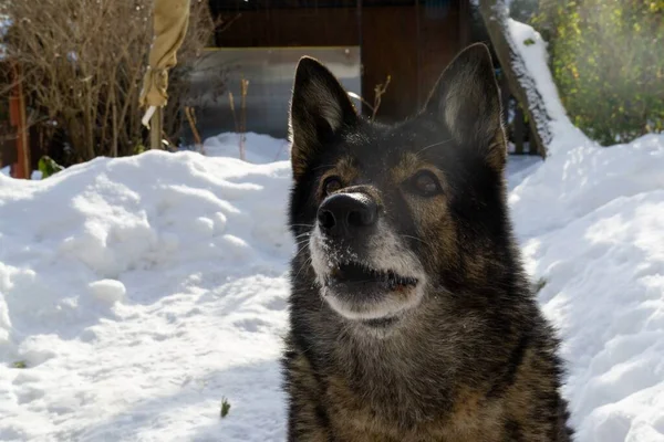 雪の中の犬と冬の風景 — ストック写真